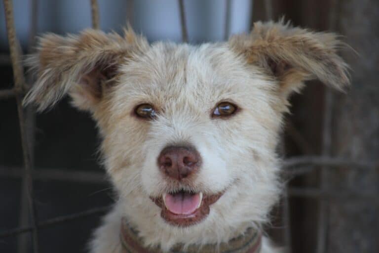 Foto aus dem Bildthema Hunde