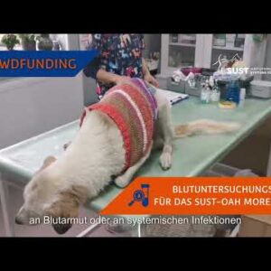 Symbolbild für das Crowdfunding „Blutuntersuchungsgerät für das SUST-OAH Moreni RO"