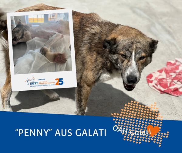 19201920p498EDNmainimg-2025_07_OAH_Galati_Penny