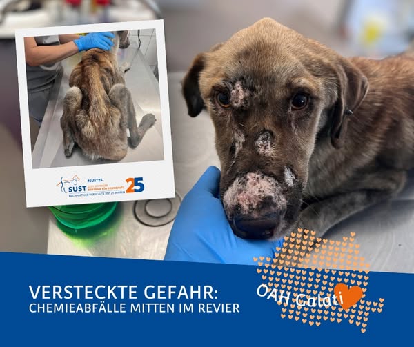 19201920p498EDNmainimg-2025_07_OAH_Galati_verätzte_Hündin