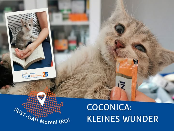 19201920p498EDNmainimg-2025_07_OAH_Moreni_Coconica