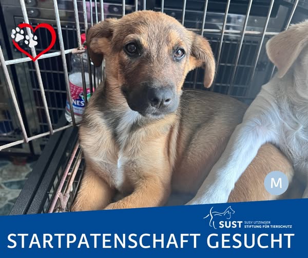 19201920p498EDNmainimg-2025_07_Startpatenschaft_Yumi_Sam