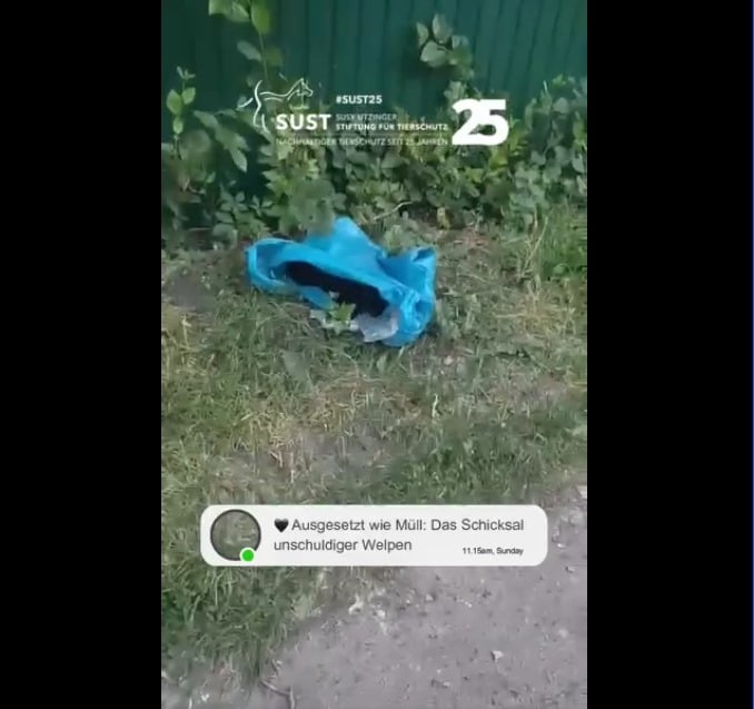 19201920p498EDNmainimg-2025_07_Ukraine_Welpenaussetzung