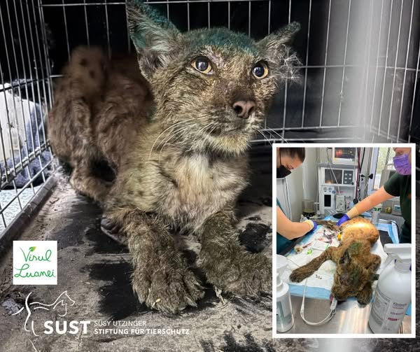 19201920p498EDNmainimg-2025_08_Luanas_Dream_Luchs