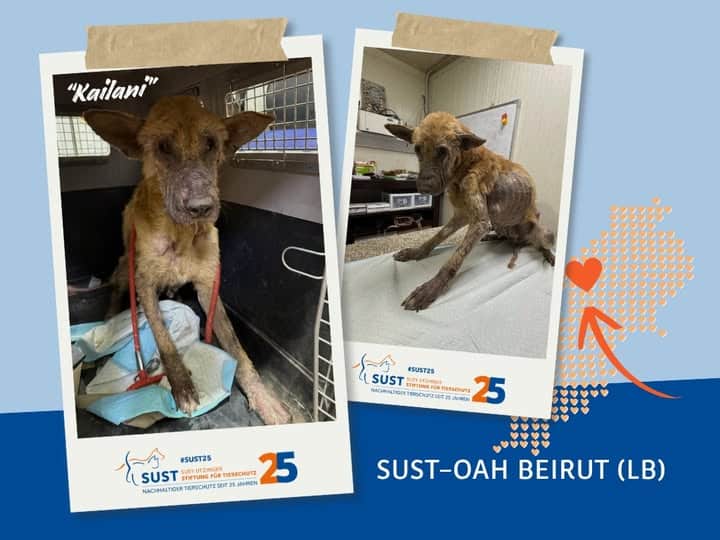 19201920p498EDNmainimg-2025_08_OAH_Beirut_Kailani