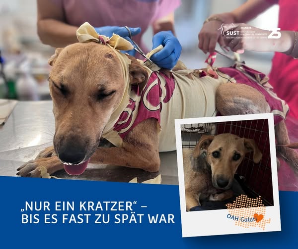 19201920p498EDNmainimg-2025_08_OAH_Galati_Hündin_Branistea