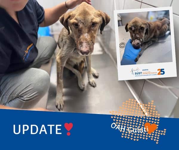 19201920p498EDNmainimg-2025_08_OAH_Galati_Hündin_Combinat