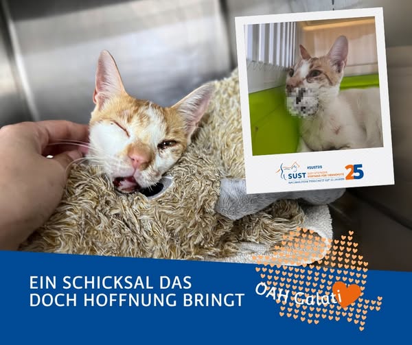 19201920p498EDNmainimg-2025_08_OAH_Galati_Kater_Rogojeni