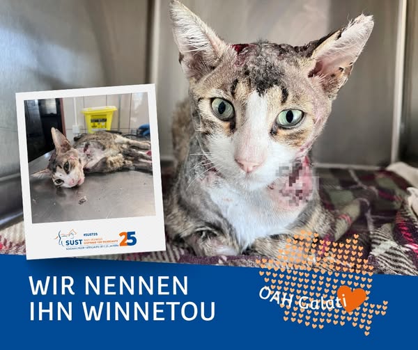 19201920p498EDNmainimg-2025_08_OAH_Galati_Winnetou