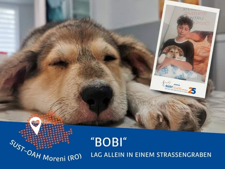 19201920p498EDNmainimg-2025_08_OAH_Moreni_Bobi