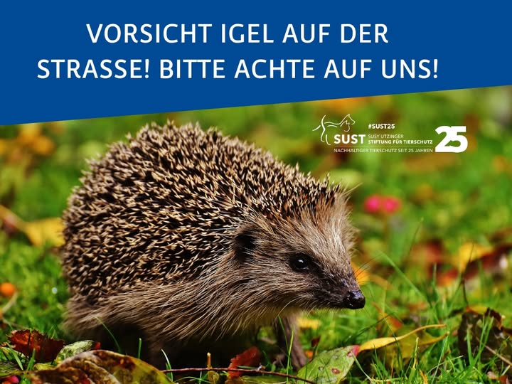 19201920p498EDNmainimg-2025_09_Infopic_Igel_auf_Strasse