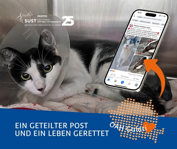 19201920p498EDNmainimg-2025_09_OAH_Galati_FB_Post_Katze