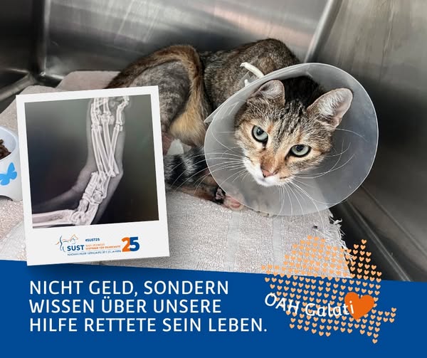 19201920p498EDNmainimg-2025_09_OAH_Galati_Katze_Autounfall