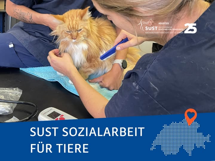 19201920p498EDNmainimg-2025_09_SOFT_Kollbrunn