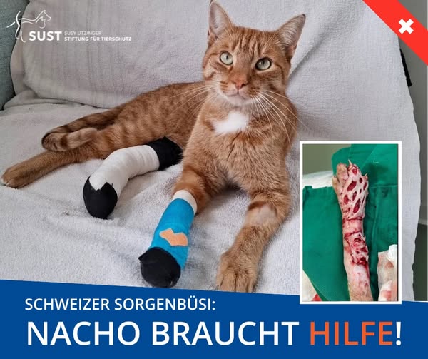 19201920p498EDNmainimg-2025_09_Sorgentierli_Nacho