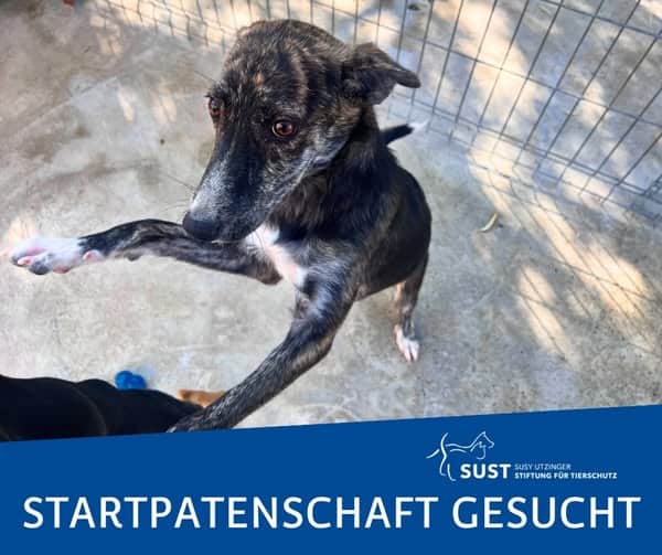 19201920p498EDNmainimg-2025_09_Startpatenschaft_Monella