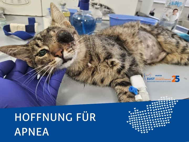 19201920p498EDNmainimg-2025_10_Crowdfunding_Elektrokauterisierungsgerät