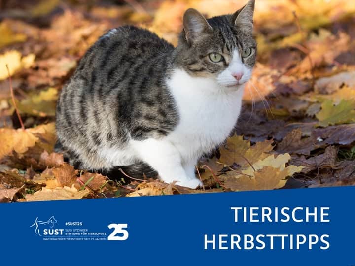 19201920p498EDNmainimg-2025_10_Infopic_Tierische_Herbsttipps