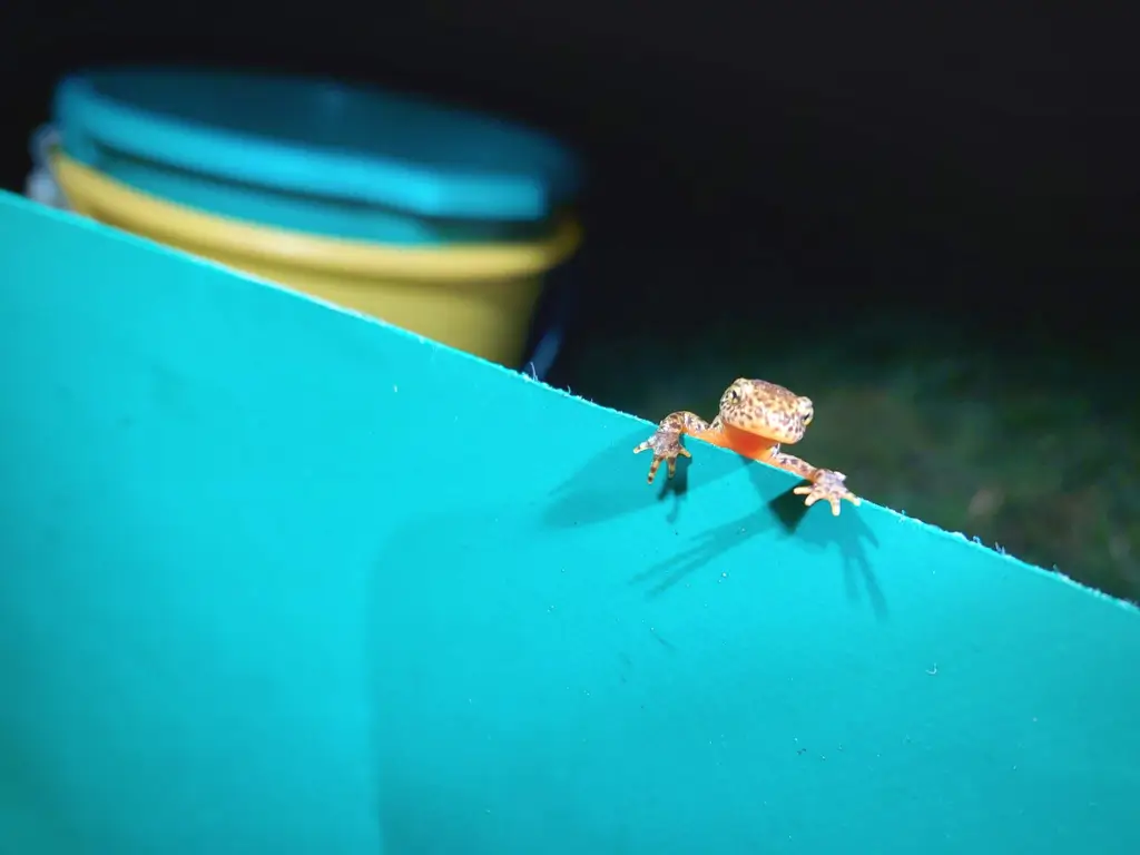 19201920p572EDNmainimg-2210-BANK-Ausland—icon