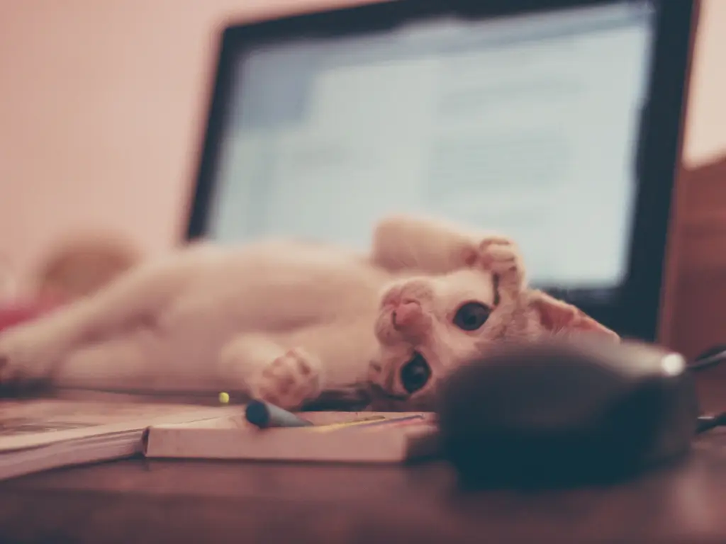 19201920p572EDNmainimg-2210-EZS-bestellen—icon (1)