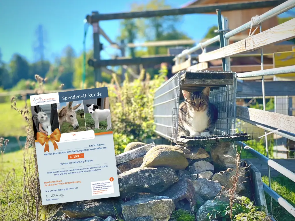 19201920p572EDNmainimg-2210-Geschenkurkunde—icon