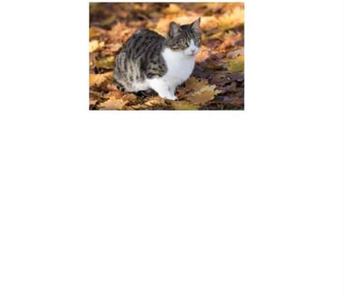 thumbnail_2025-08-30_Tierwelt_News_Herbsttipps_fuer_Tierhalter_SUST_warnt_vor_Gefahren_fuer_Hunde_Katzen_und_Kleintiere