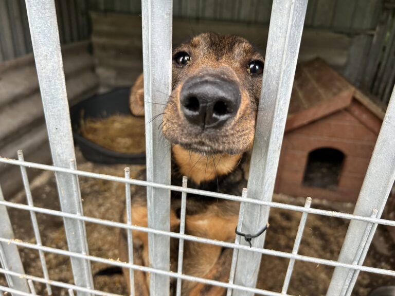 Hund schaut durch das Gitter eines Tierheimzwingers
