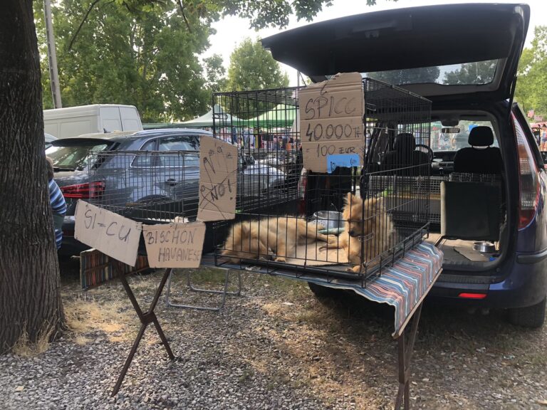 Welpen werden auf einem Markt aus dem Kofferraum verkauft