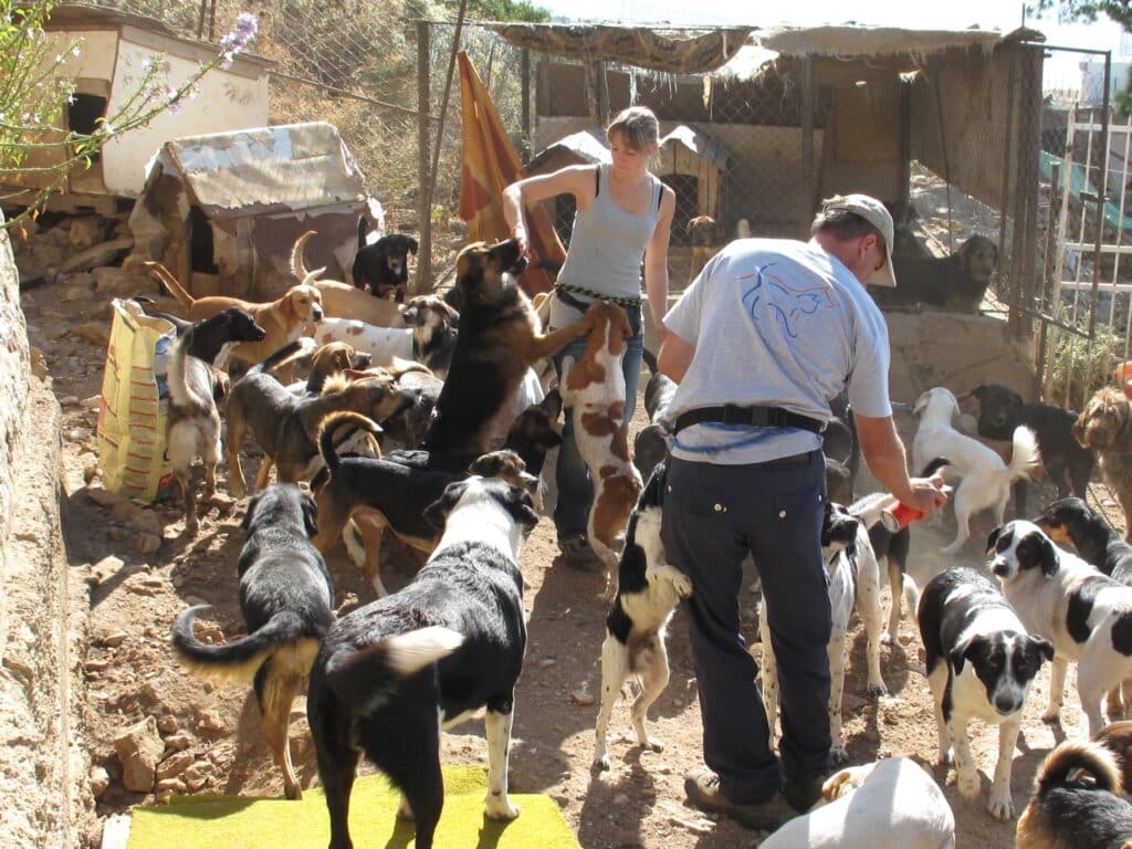 Helfer arbeiten in einem Tierheimgehege, um sie herum viele Hunde