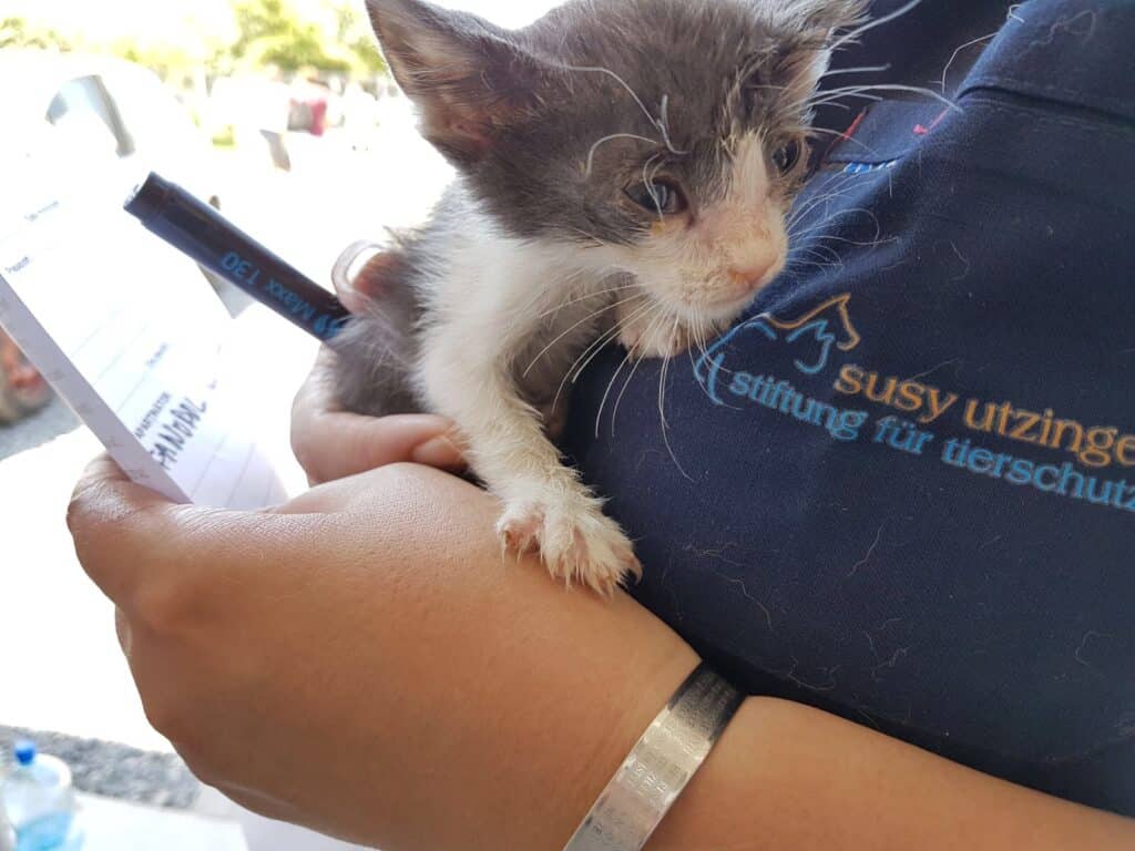 Ein graues Kätzchen sitzt auf dem Arm einer Helferin im SUST-Shirt, daneben ein Formular und ein Stift