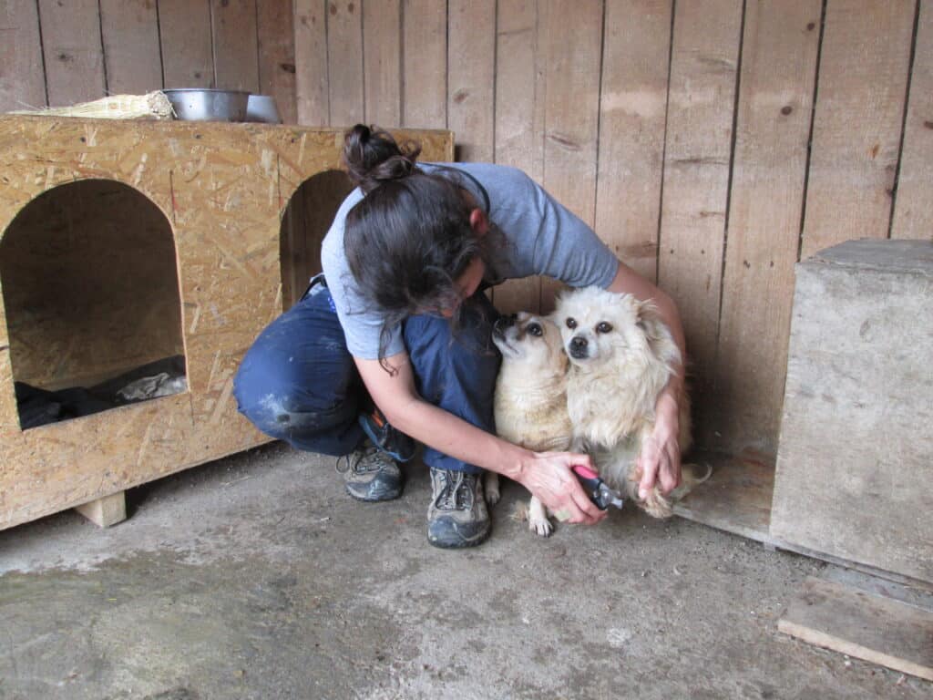Tierärztin versorgt zwei kleine Hunde in einem Tierheim