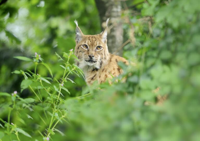 Luchs