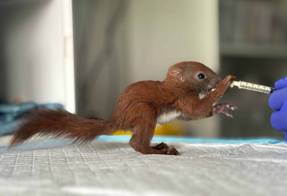 2025-RO-Crowdfunding-Inkubatoren-Wildlife-Rehab Symbolbild für das Crowdfunding "Inkubatoren für Tierbabys für das SUST Orphan Wildlife @ Wildlife Rehabilitation Center Bukarest RO"
