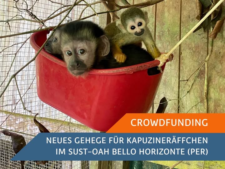 3 Kapuzineräffchen in einem Gehege.