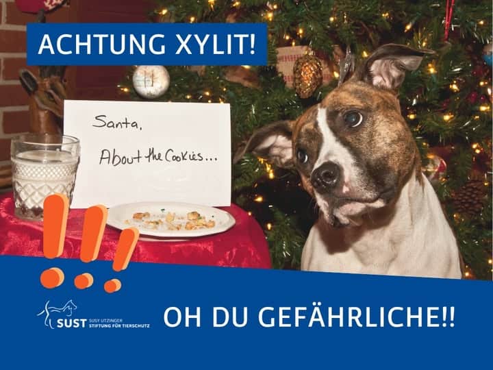 Hund sitzt vor Weihnachtsbaum