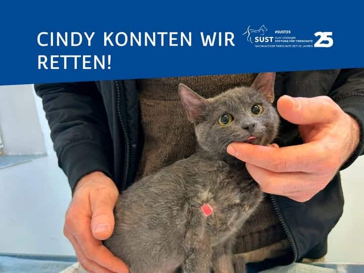 Katze mit Wunde an Oberarm