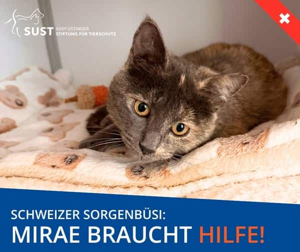 Mirae liegt auf einem Kuscheltuch.