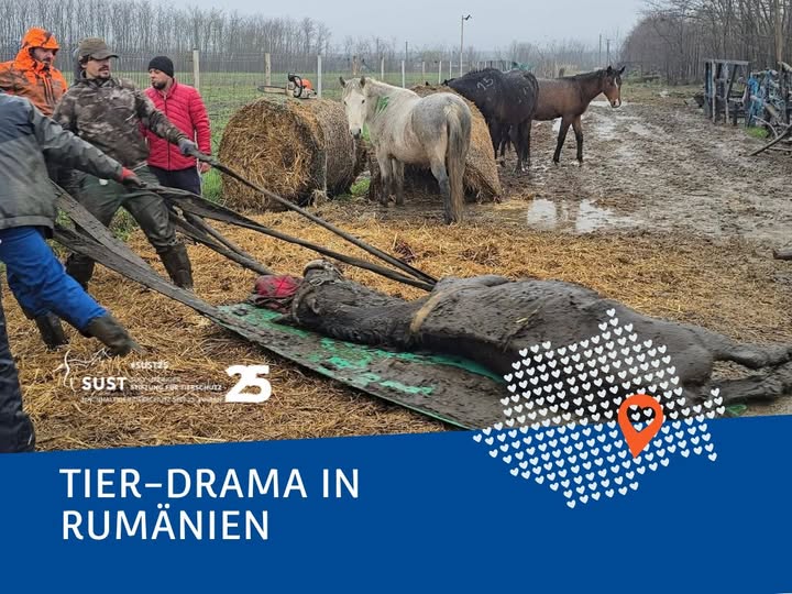 Männer ziehen ein Pferd auf einer Plane und versuchen es zu retten.