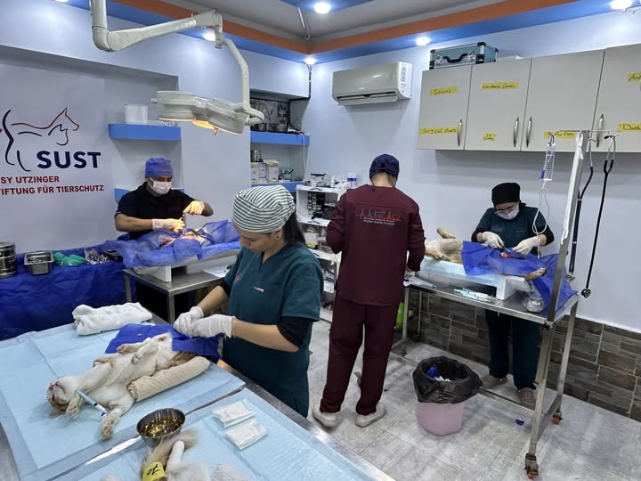 Tierärzte führen in Operationssaal Kastrationen durch.