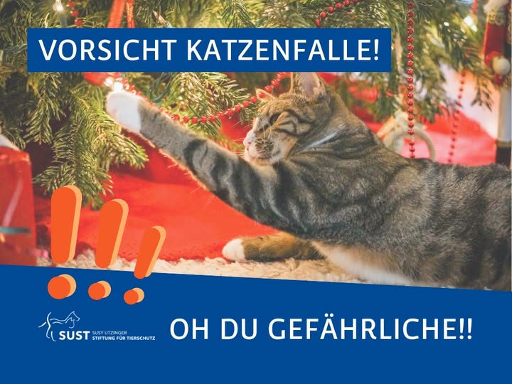 Katze angelt nach Tannenbaumast