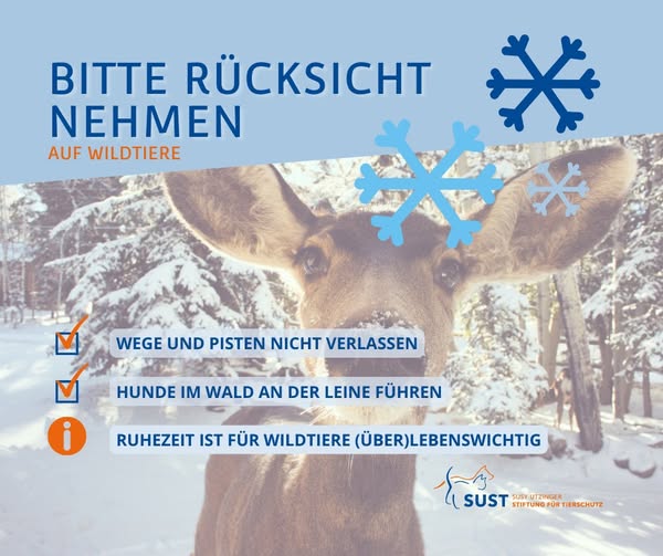 Reh in schneebedecktem Wald