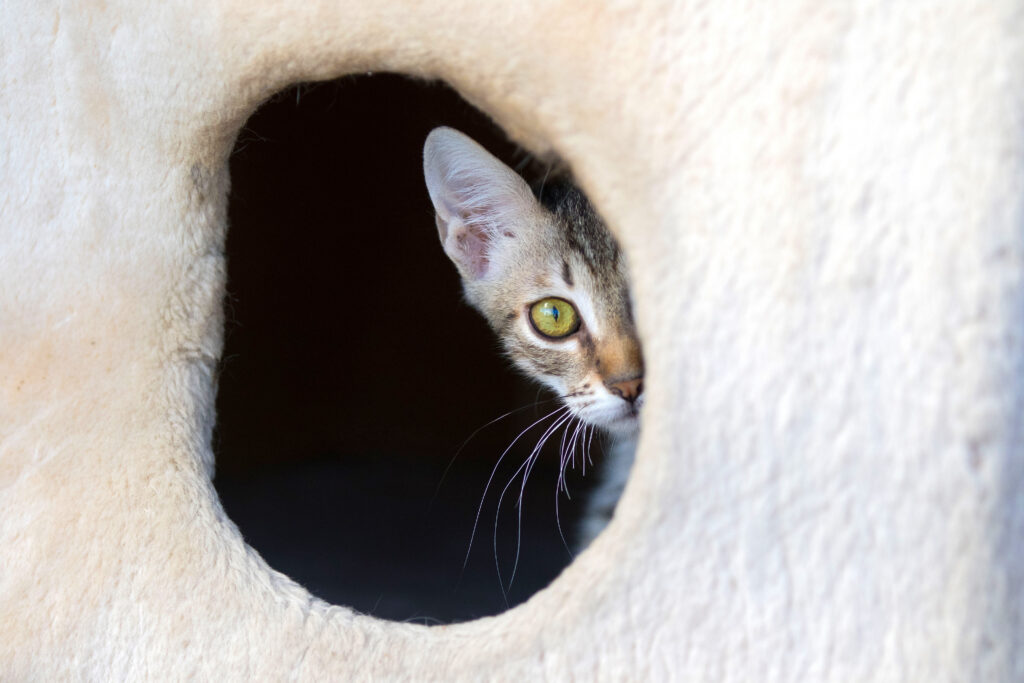 Eine junge Tigerkatze schaut aus der runden Öffnung eines Katzenbaums