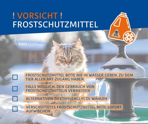 Katze sitzt im Winter vor fliessendem Brunnen.