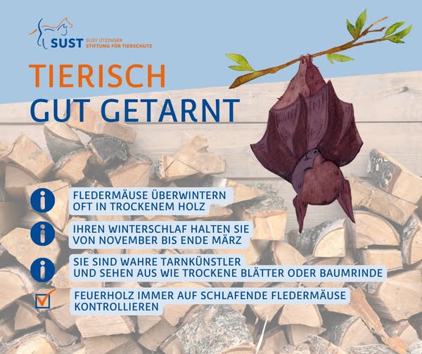Holzbeige mit Fledermaus