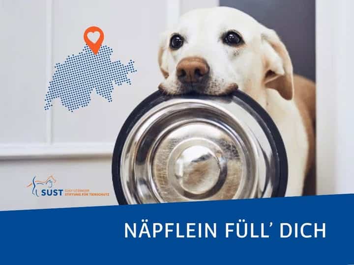 Hund mit Napf im Maul