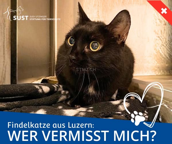 Schwarze Katze mit weissem Brustfleck sitzt auf einer Kuscheldecke.