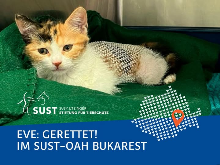 Junge Katze Eve nach Operation.
