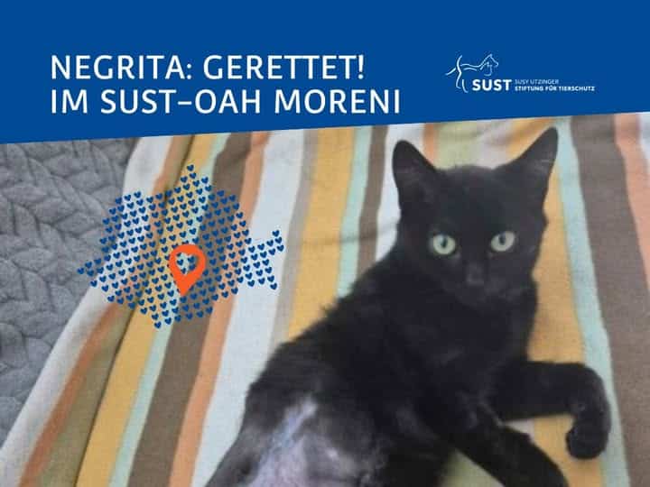Kleine schwarze Katze mit Operationsnarbe.