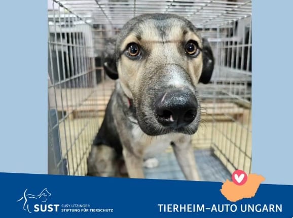 Hund in Transportbox