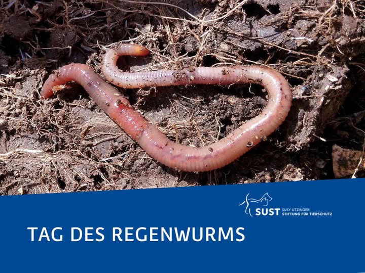 Regenwurm in Erdloch